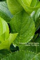 /album/galeria/hoja-jpg/